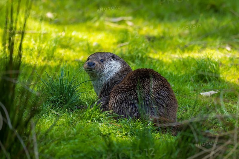 An otter sits relaxed on a green meadow in a natural environment, European otter (Lutra lutra), Germany
