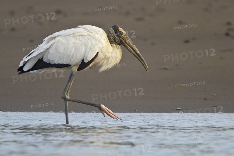 Wood Stork (Mycteria americana), Costa Rica