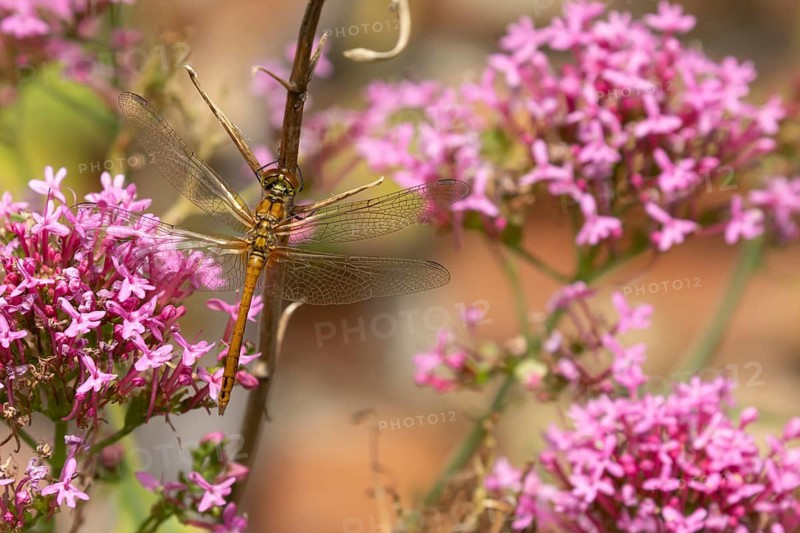 Common darter dragonfly (Sympetrum striolatum) adult female insect resting on a garden flowers in summer, Suffolk, England, United Kingdom