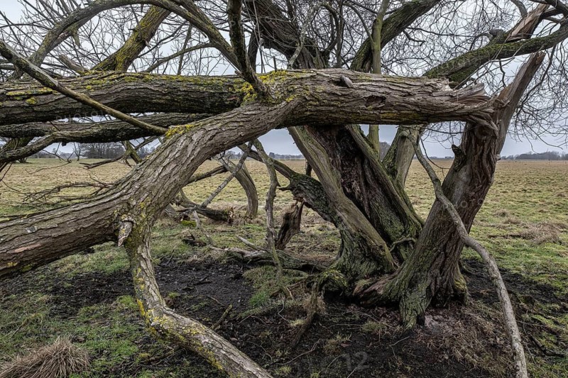 Old silver willow (Salix alba), Lower Saxony, Germany
