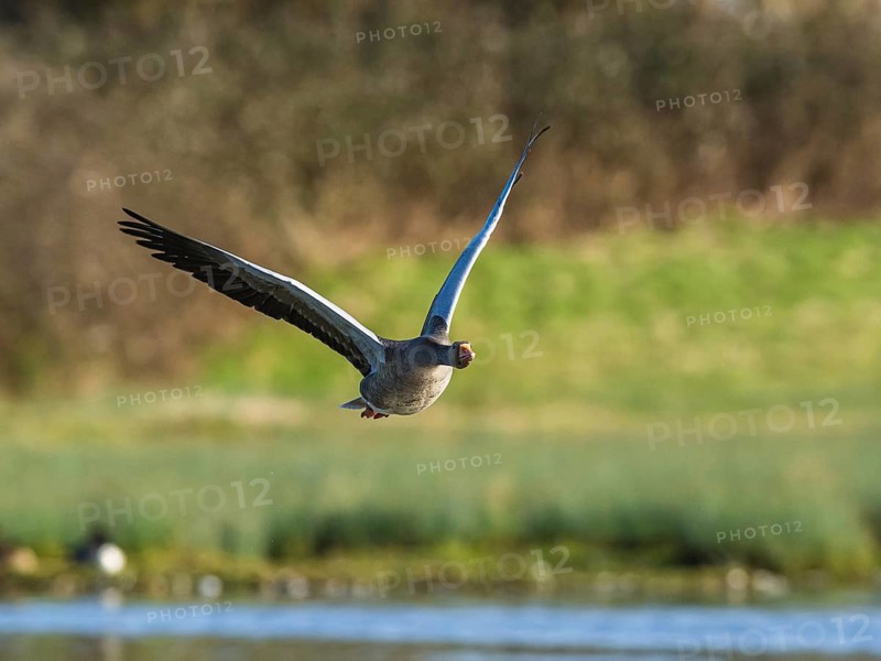 Greylag Goose, Anser anser, bird in flight over winter marshes