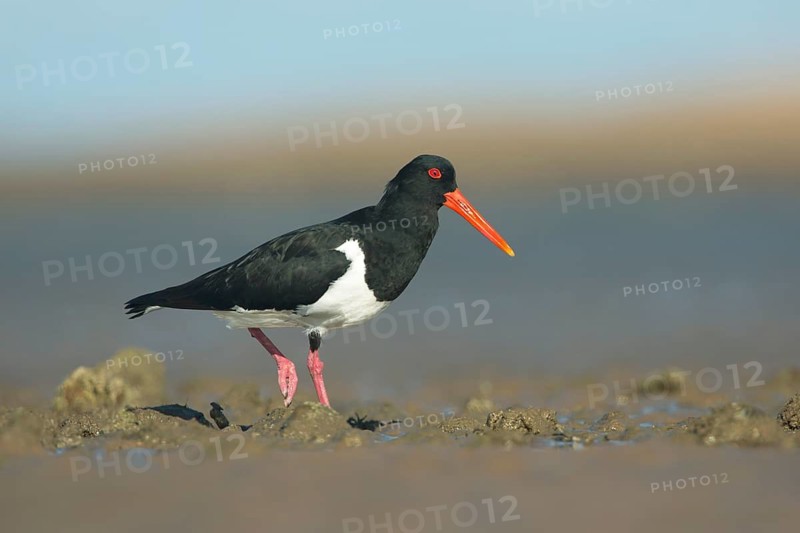 Pied Oystercatcher (Haematopus longirostris), Queensland, Australia