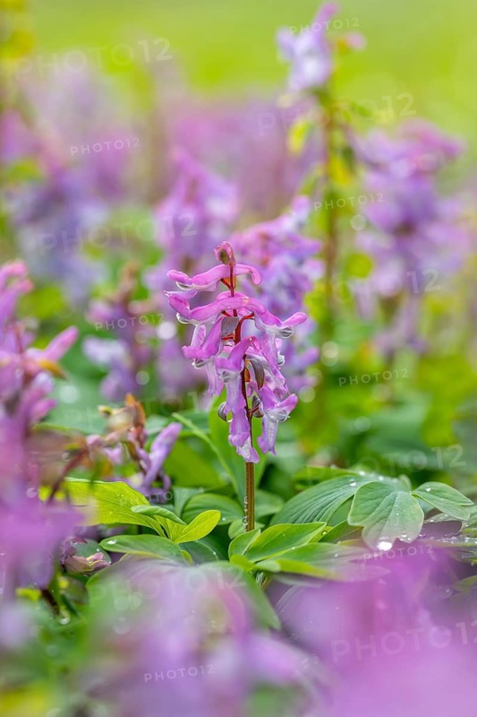 Bulbous corydalis, hollow larkspur, hollowroot, holewort (Corydalis cava) in flower in forest in spring
