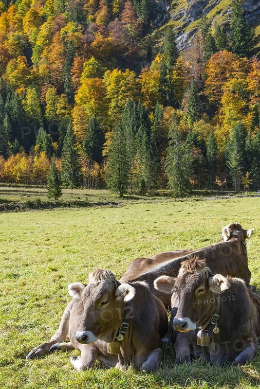 Allgäuer Braunvieh (Bos primigenius taurus), Allgäu, Bavaria, Germany