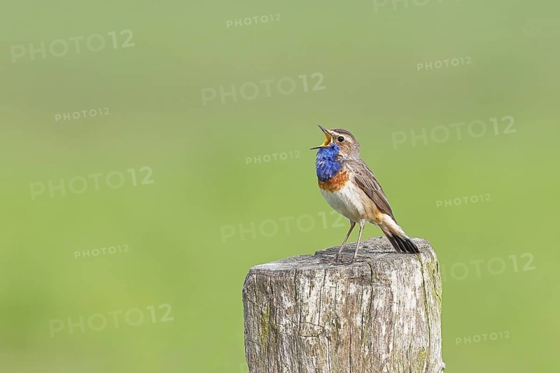Bluethroat (Luscinia svecica cyanecula), male, singing on a pasture fence post, wildlife, Lembruch, Ochsen Moor, Dümmer nature park Park, Lower Saxony, Germany
