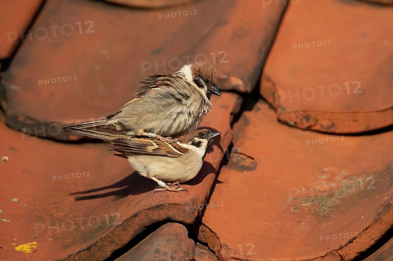 Tree sparrow (Passer montanus) adult male and female birds mating on a building roof, England, United Kingdom