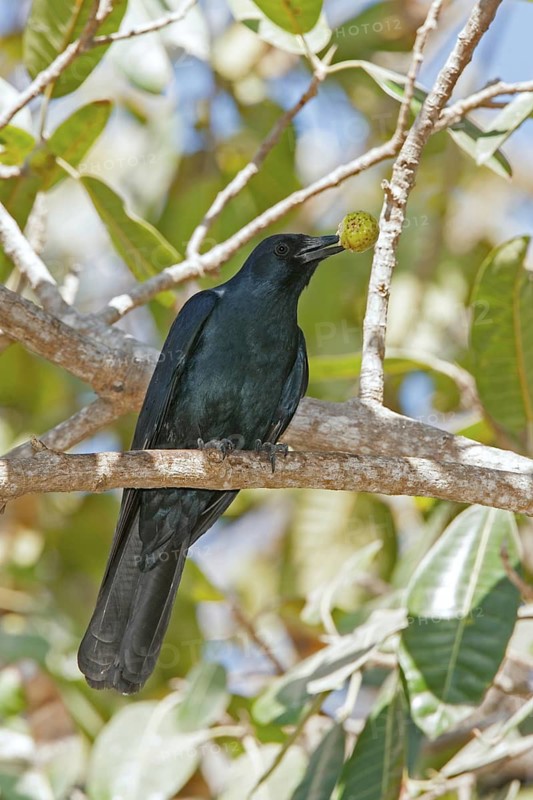Sinaloa Crow Corvus sinaloae San Blas, Nayarit, Mexico 27 March Adult with fruit. Corvidae