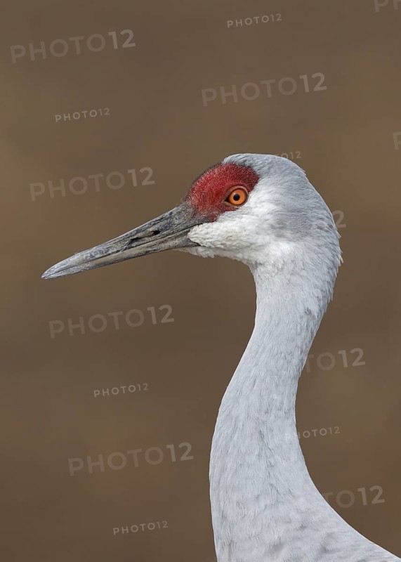 Sandhill Crane (Antigone canadensis), New Mexico, USA