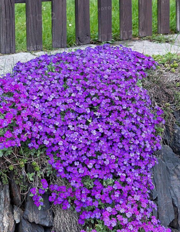 Blue cushion (Aubrieta 'Blue Emperor')