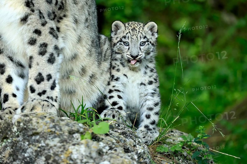 Snow leopard (Uncia uncia), young, sitting on rocks, vigilant, endangered species, captive