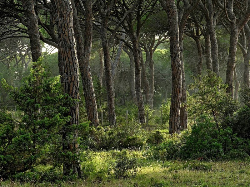 Pine forest, Pineta with dense undergrowth and filigree branches of the treetops, warm evening light, Parco Regionale della Maremma, Maremma nature park Park, Alberese, Province of Grosseto, Tuscany, Italy