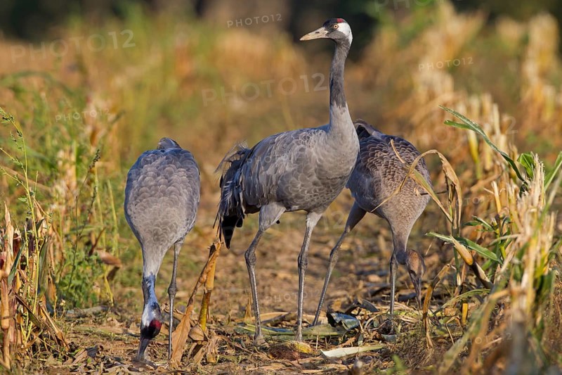 Common Crane (Grus grus), Mecklenburg-Western Pomerania, Germany