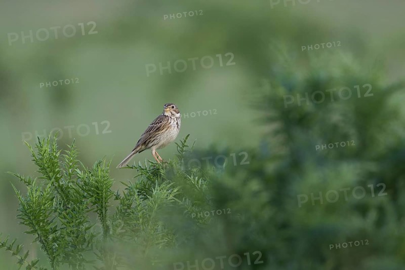 Corn Bunting - Grauammer - Miliaria calandra ssp. calandra, Hungary, adult