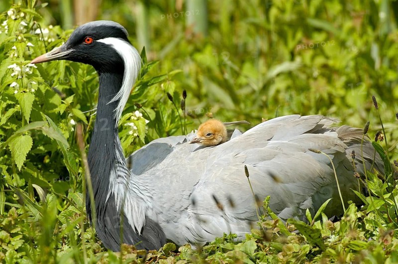 Jungfernkranich (Anthropoides virgo), Altvogel hudert Jungvoegel, captive, Zoo/Gehege, NRW, Deutschland