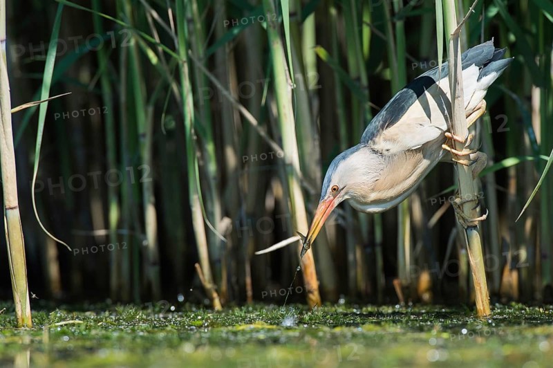 Little Bittern (Ixobrychus minutus) foraging, Bulgaria