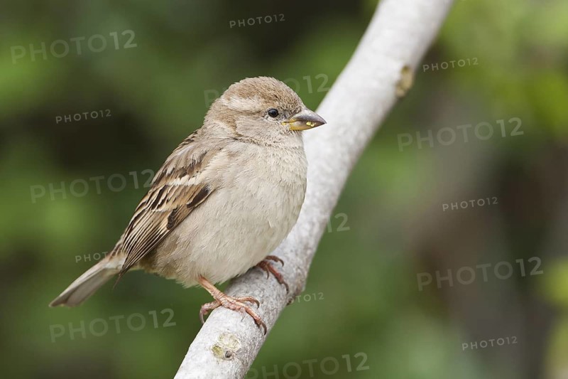 House Sparrow - Haussperling - Passer domesticus ssp. balearoibericus, adult female, Mallorca