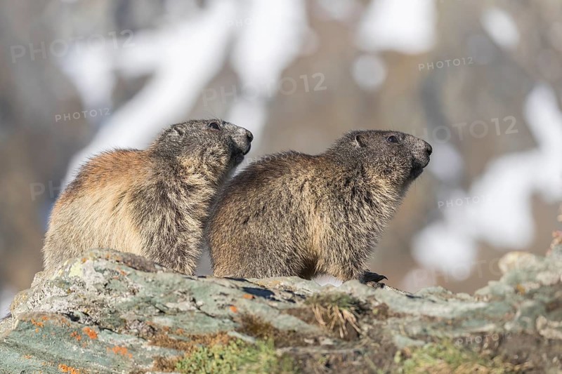 Two Alpine Marmot, Marmota marmota, standing on a rock, snowy mountains in the distant background with no sky. Grossglockner high alpine road, Hohe Tauern National Park
