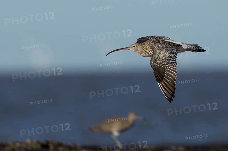 Eurasian curlew (Numenius arquata) adult wading bird in flight along a shoreline, England, United Kingdom