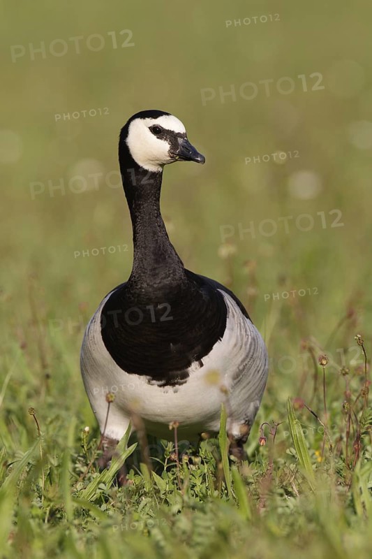 Barnacle Goose (Branta leucopsis), Bavaria, Germany