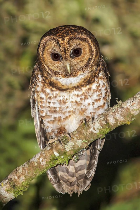 Rusty-barred Owl (Strix hylophila) perched on a branch in the Atlantic rainforest of southeast Brazil