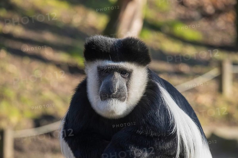 Guerezas (Colobus guereza), Germany