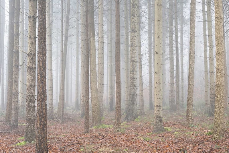 Spruce trunks (Picea abies) in the fog, Emsland, Lower Saxony, Germany