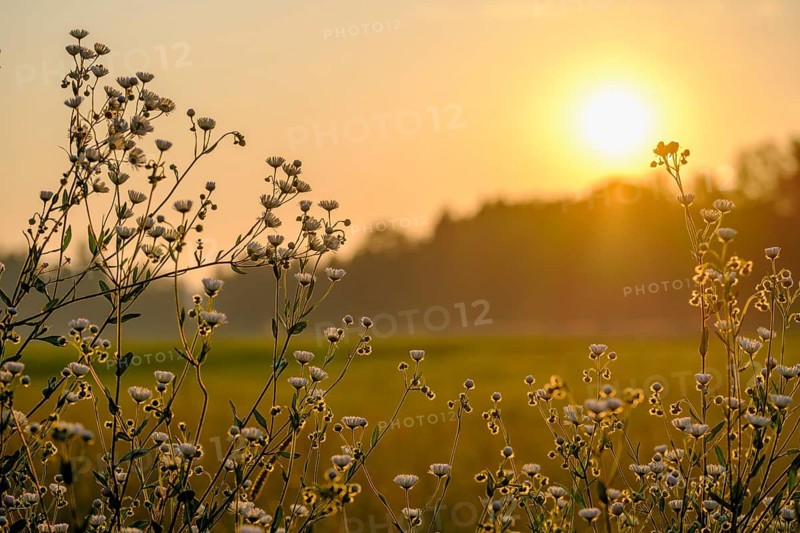 Fine weed, annual ragweed, (Erigeron annuus), sunrise, Upper Bavaria, Bavaria, Germany