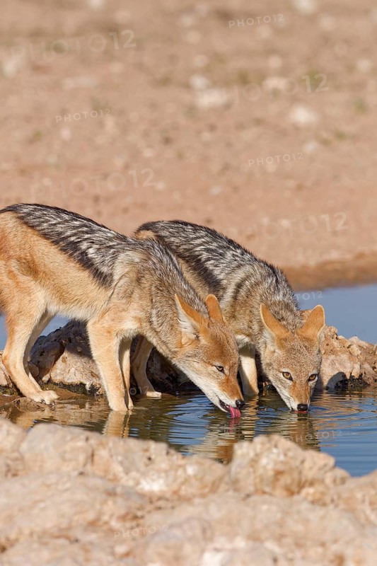 Black-backed jackals (Lupulella mesomelas), two adult animals, reflected in the water, drinking at a waterhole, golden morning light, Kgalagadi Transfrontier Park, Northern Cape, South Africa