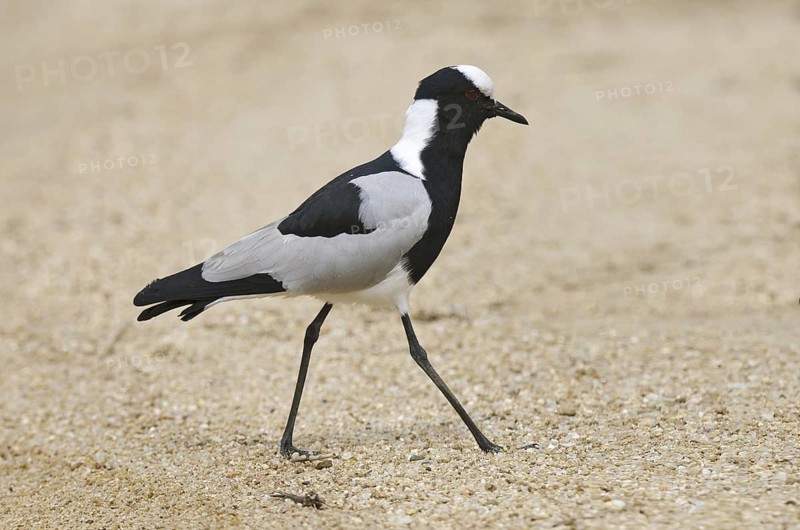 Blacksmith Lapwing (Vanellus armatus), South Africa
