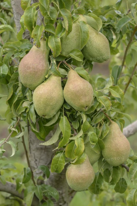 Pear (Pyrus communis 'David'), Bundessortenamt Prüfstelle Wurzen, Wurzen, Saxony, Germany