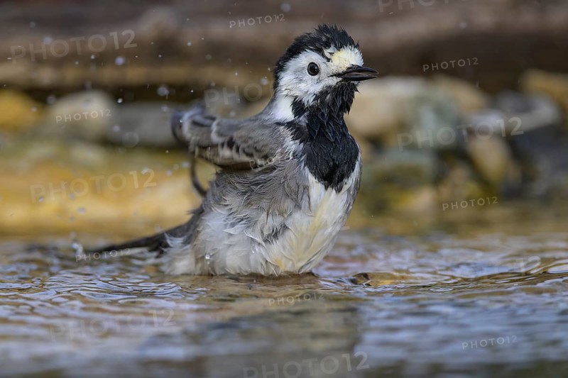 White wagtail (Motacilla alba), male bathing, biosphere reserve, Swabian Alb, Baden-Württemberg, Germany