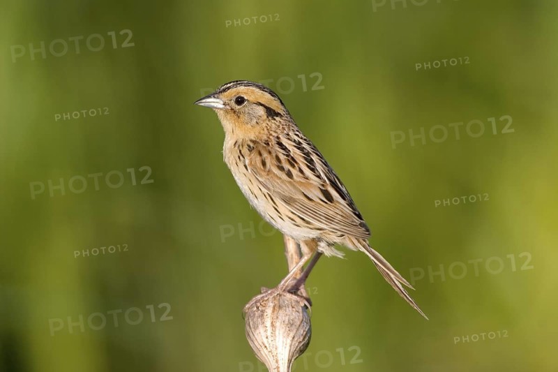 Le Conte's Sparrow Ammodramus leconteii Tamarack, Aitkin County, Minnesota, United States 20 June Adult Emberizidae