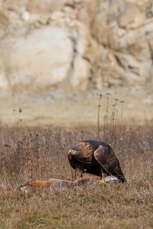 One golden eagle (Aquila chrysaetos) sitting in bright sunlight on a meadow, feeding on a dead fox