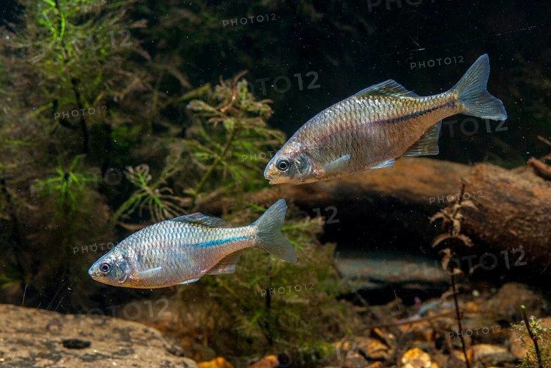 Bitterling, Rhodeus Amarus, Rhodeus Sericeus Amarus, Pisces, Fishes, Leo, Pisces