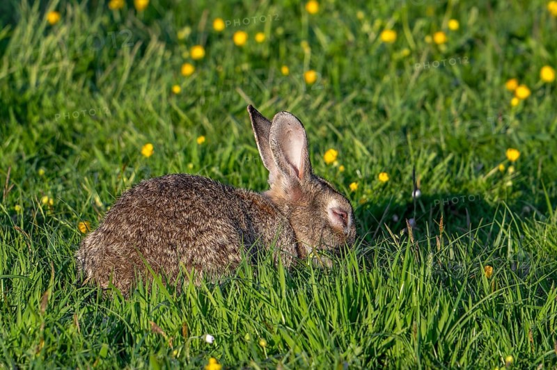 European rabbit, common rabbit (Oryctolagus cuniculus) in grassland suffering from inflammation of the eyes caused by myxomatosis