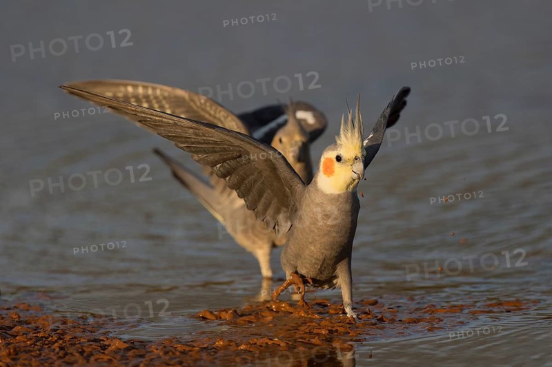 Cockatiel (Nymphicus hollandicus) at a waterhole, Queensland, Australia