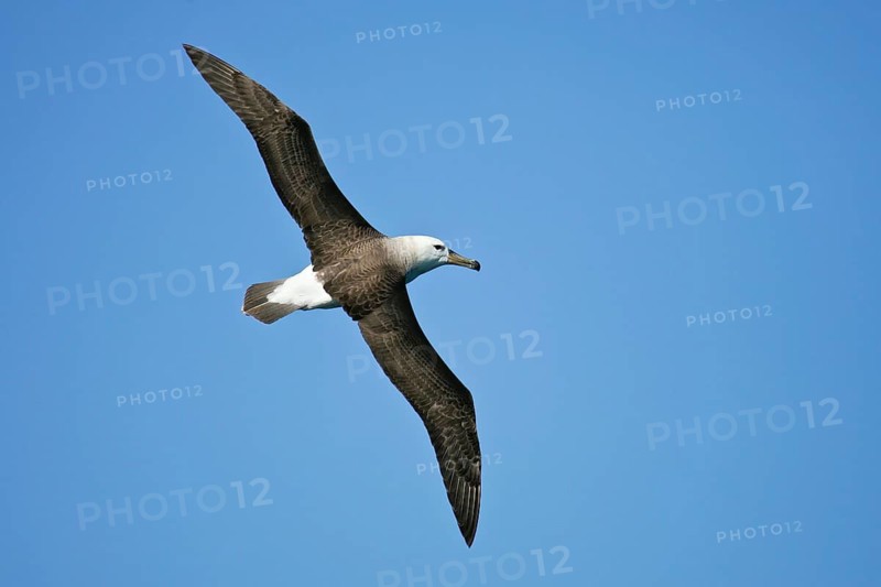 Black-browed Albatross (Thalassarche melanophris) flying, Südinsel, Neuseeland