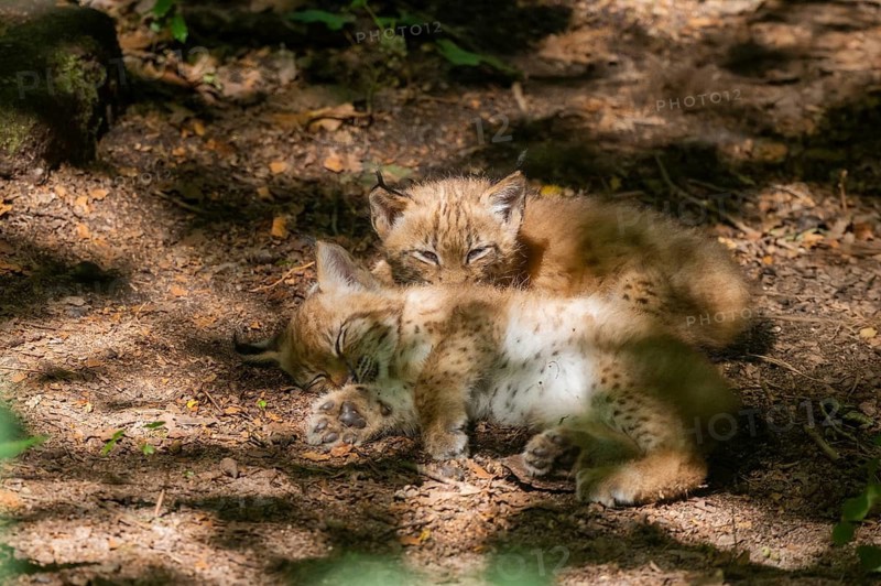 Eurasian lynx (Lynx lynx) cubs (youngster) playing in a forest, Bavaria, Germany