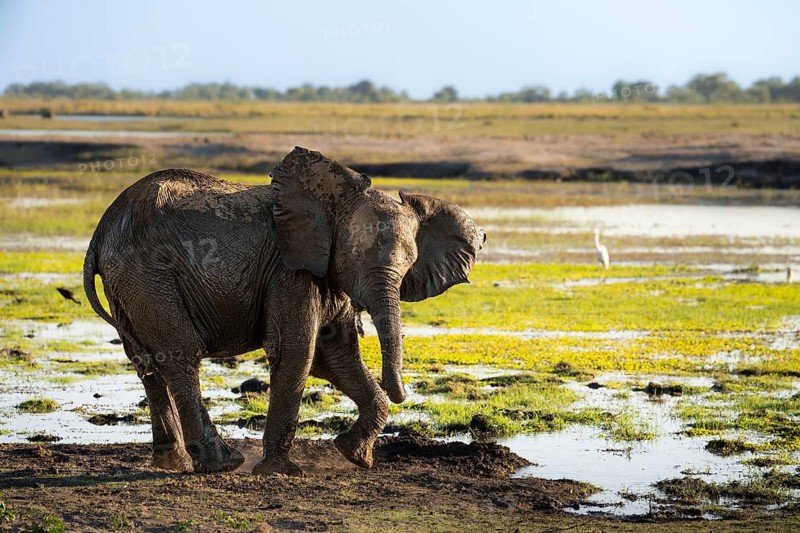 Elephant calf, c turns side ways to look funny with ears spread into the camera. Chobe National Park, Botswana