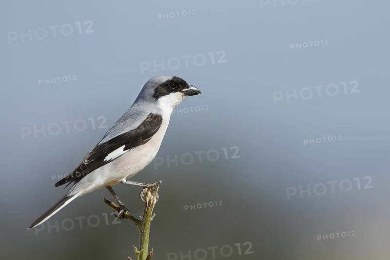 Lesser Grey Shrike - Schwarzstirnwürger - Lanius minor ssp. minor, Cyprus, adult male