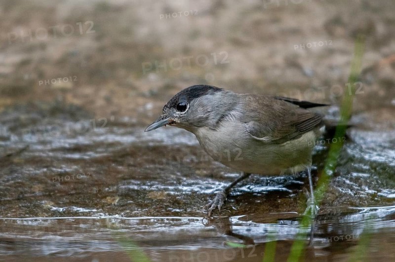 Blackcap, blackcap, blackcap, Sylvia atricapilla, bath, bird bath, birds, garden, male, passeri, songbirds, songbirds, watering place