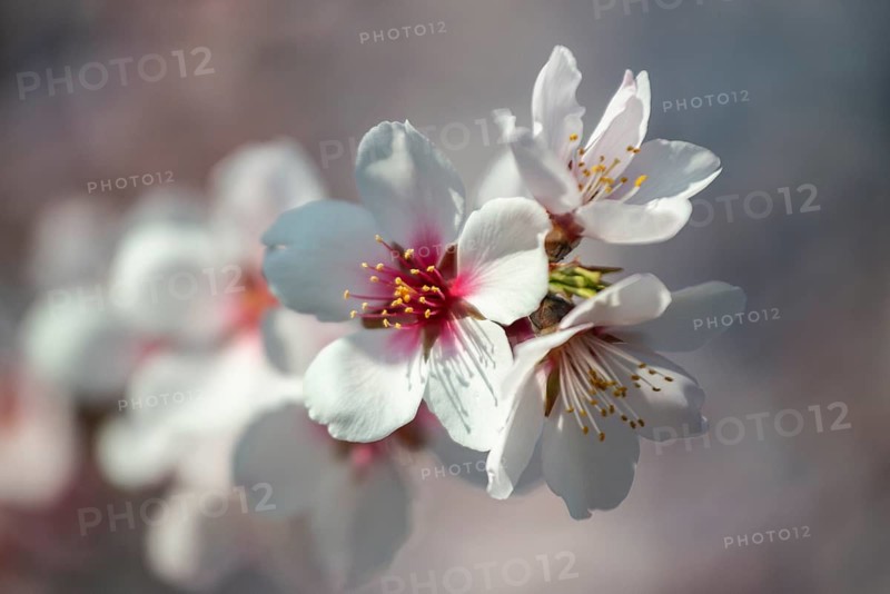 Almond blossom (Prunus dulcis), Rhineland-Palatinate, Germany
