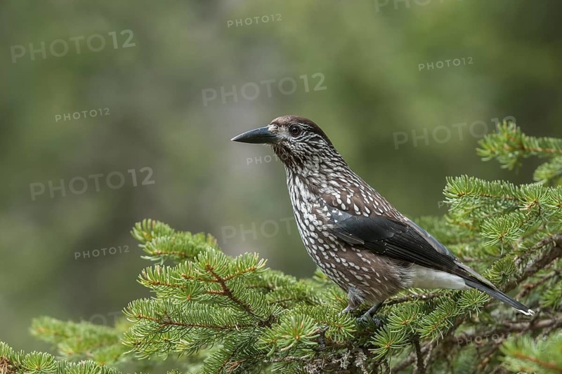 Spotted Nutcracker (Nucifraga caryocatactes), Grisons, Switzerland