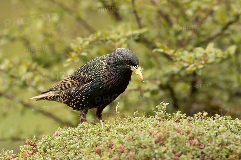 Common Starling (Sturnus vulgaris), Bavaria, Germany