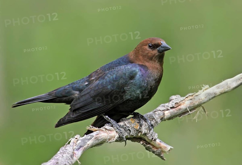 Brown-headed Cowbird (Molothrus ater), Saskatchewan, Canada