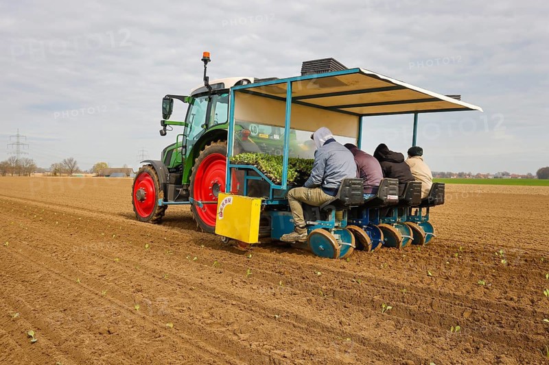 Welver, Soest district, Sauerland, North Rhine-Westphalia, Germany - Vegetable cultivation, field workers on a planting machine planting white cabbage plants in the freshly ploughed field