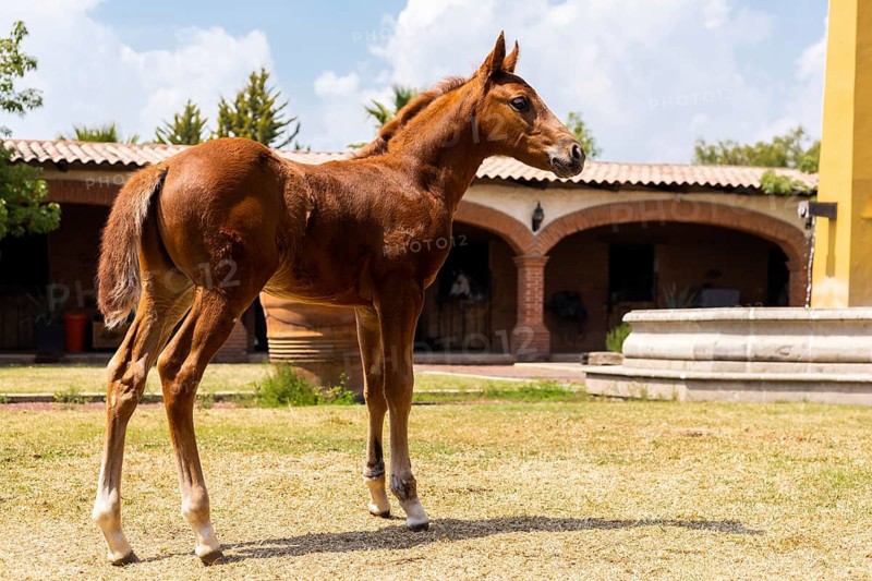 A young foal stands gracefully in a sunlit courtyard, surrounded by rustic brick architecture. The vibrant scene captures the natural beauty and curious stance of the foal