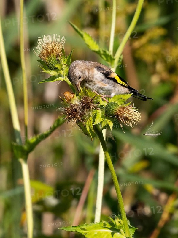 European Goldfinch, (Carduelis carduelis), juvenile bird feeding upon thistle seeds, Hesse, Germany