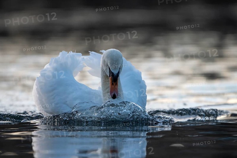 Mute swan (Cygnus olor), male, threatening a rival, Heiligenhaus, North Rhine-Westphalia, Germany