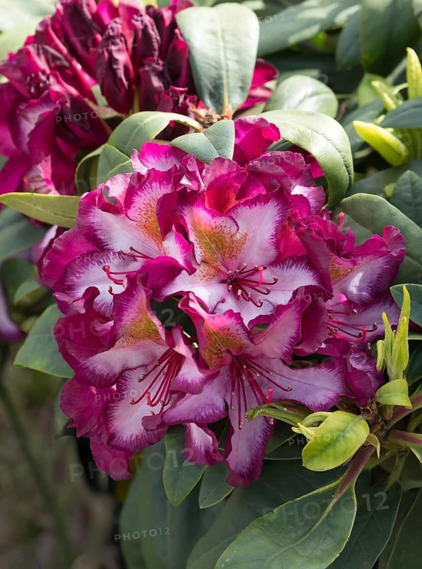 Rhododendron (Rhododendron 'Pushy Purple'), Germany